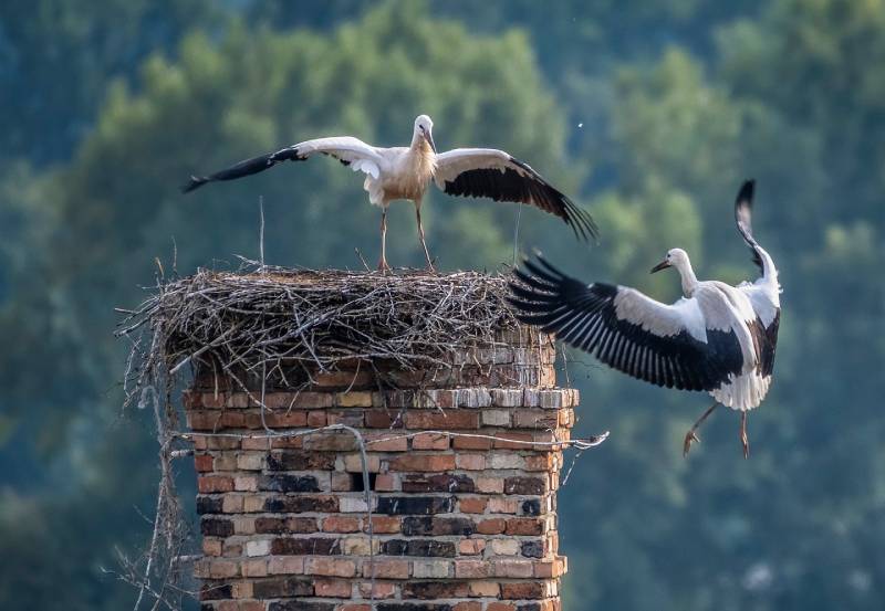 Professional Chimney Animal Removal Services in Opa-Locka, Florida